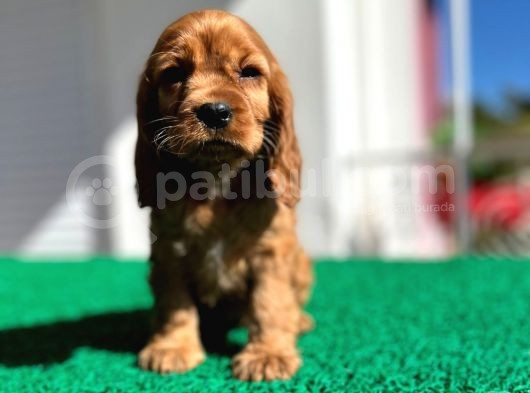Baby Face Cocker Yavruları görsel