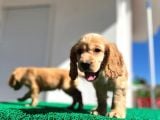 Baby Face Cocker Yavruları
