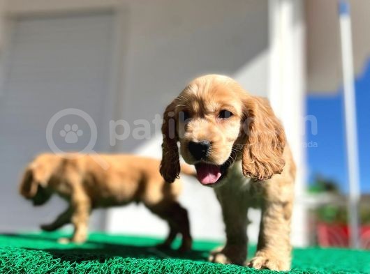 Baby Face Cocker Yavruları görsel