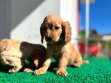 Baby Face Cocker Yavruları