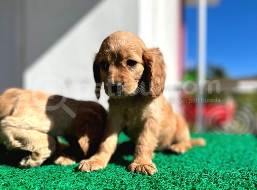 Baby Face Cocker Yavruları görsel