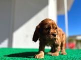 Baby Face Cocker Yavruları