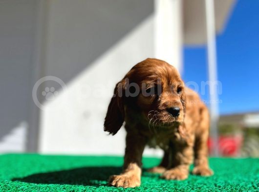 Baby Face Cocker Yavruları görsel