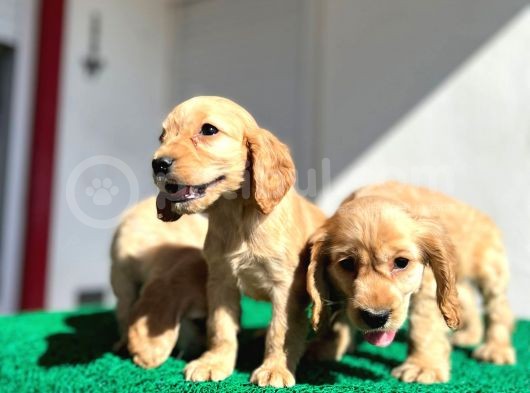 Baby Face Cocker Yavruları görsel