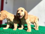 Baby Face Cocker Yavruları