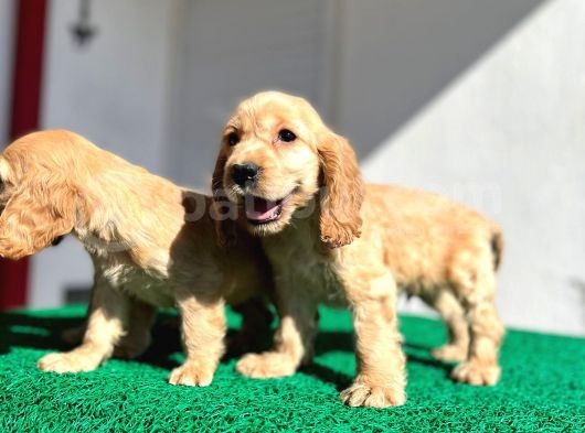 Baby Face Cocker Yavruları görsel