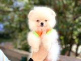 Pomeranian Boo Teddy Face Erkek Yavrumuz