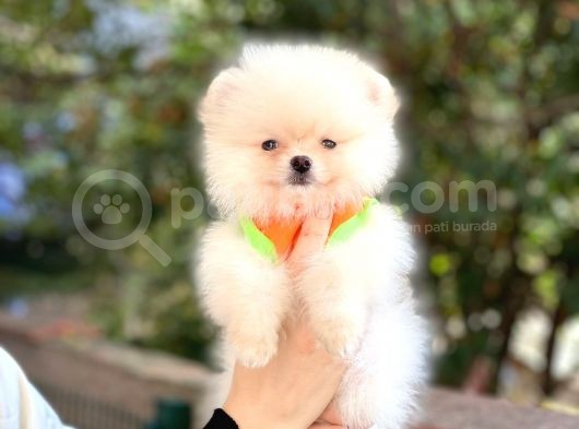Pomeranian Boo Teddy Face Erkek Yavrumuz