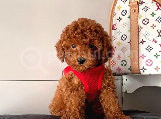 Orji̇nal Toy Poodle Yavrular görsel