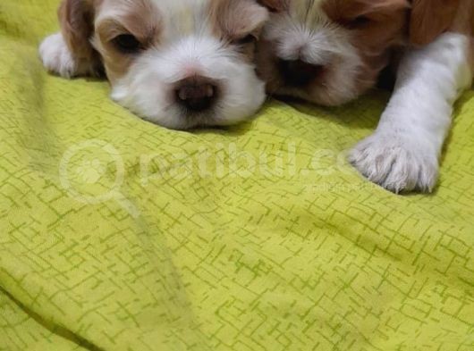 Evi̇ni̇zi̇n Yeni̇ Üyesi̇ Si̇zi̇ Bekli̇yor Cavalier King Charles görsel
