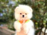 Pomeranian Boo Teddy Face Erkek Yavrumuz