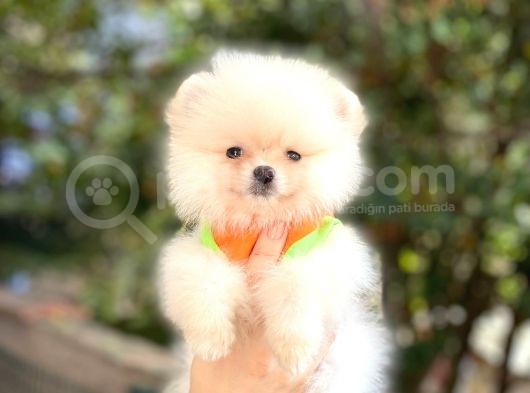 Pomeranian Boo Teddy Face Erkek Yavrumuz görsel