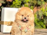 Teddy Face Boo Pomeranian Yavrular