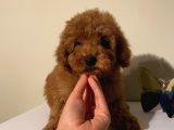SafKan ToyPoodle Bebekler