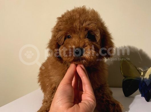 Safkan Toypoodle Bebekler