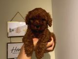 Safkan Toypoodle Bebekler