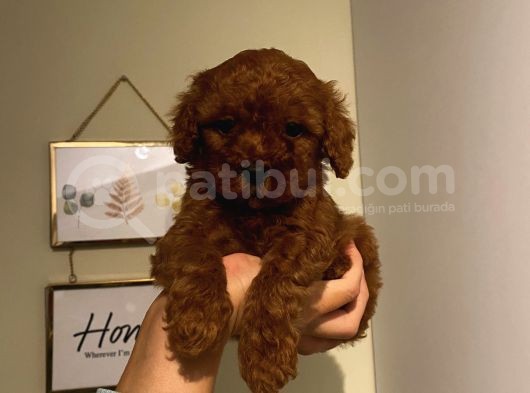 Safkan Toypoodle Bebekler görsel
