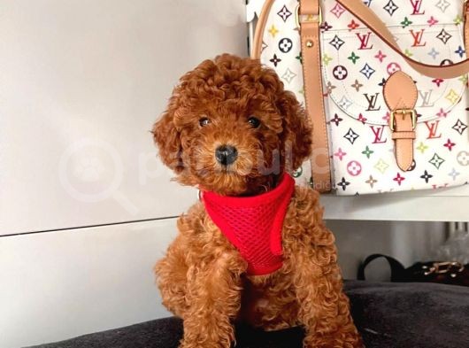 Orji̇nal Toy Poodle Yavrular görsel