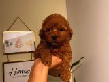 Annesi̇ Ve Babasi Secereli̇ Pasaportlu Toy Poodle Kizimiz