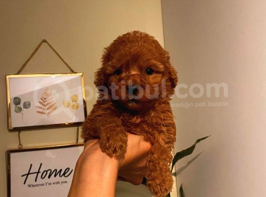 Annesi̇ Ve Babasi Secereli̇ Pasaportlu Toy Poodle Kizimiz görsel