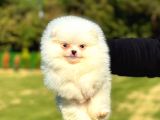 Mi̇ni̇ Boy Di̇şi̇ Pomerani̇an Boo