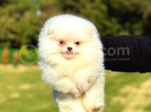 Mi̇ni̇ Boy Di̇şi̇ Pomerani̇an Boo görsel