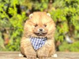 Safkan Teddy Bear Pomeranian Boo Yavrularımız