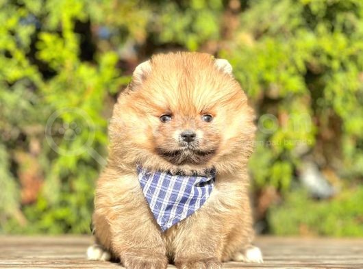 Safkan Teddy Bear Pomeranian Boo Yavrularımız görsel