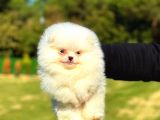 Mi̇ni̇ Boy Di̇şi̇ Pomerani̇an Boo