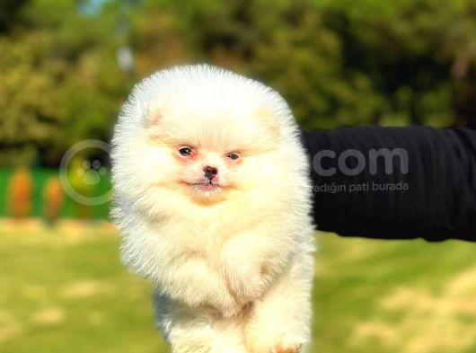 Mi̇ni̇ Boy Di̇şi̇ Pomerani̇an Boo
