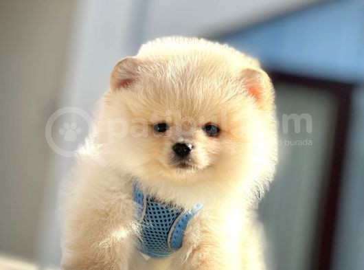 Ayıcık Surat Boo Pomeranian Yavrular görsel