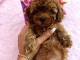 Mi̇ni̇ Boy Red Toy Poodle Bebekler