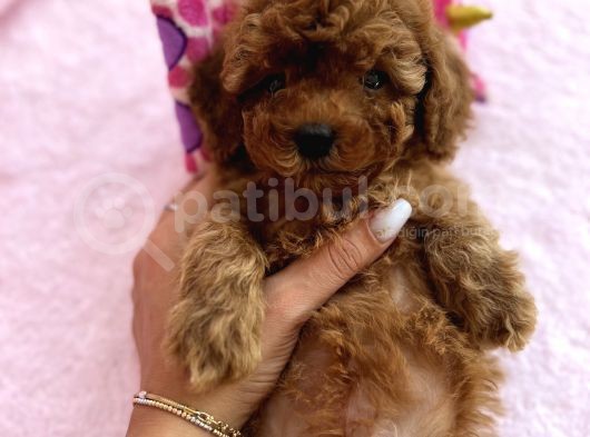 Mi̇ni̇ Boy Red Toy Poodle Bebekler görsel