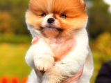 Party Colour Di̇şi̇ Üst Kali̇te Pomeranian