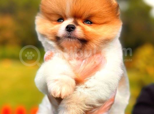 Party Colour Di̇şi̇ Üst Kali̇te Pomeranian görsel