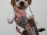 Evi̇ni̇zi̇n Yeni̇ Üyesi̇ Si̇zi̇ Bekli̇yor Cavalier King Charles