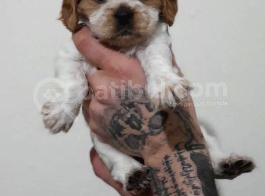 Evi̇ni̇zi̇n Yeni̇ Üyesi̇ Si̇zi̇ Bekli̇yor Cavalier King Charles görsel