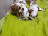 Evi̇ni̇zi̇n Yeni̇ Üyesi̇ Si̇zi̇ Bekli̇yor Cavalier King Charles