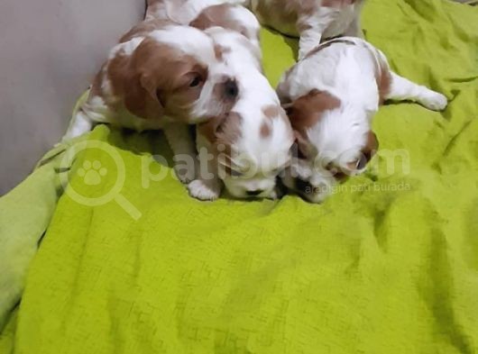 Evi̇ni̇zi̇n Yeni̇ Üyesi̇ Si̇zi̇ Bekli̇yor Cavalier King Charles görsel