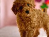 Di̇şi̇ Toy Poodle Yavrumuz