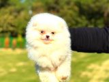 Mi̇ni̇ Boy Di̇şi̇ Pomerani̇an Boo