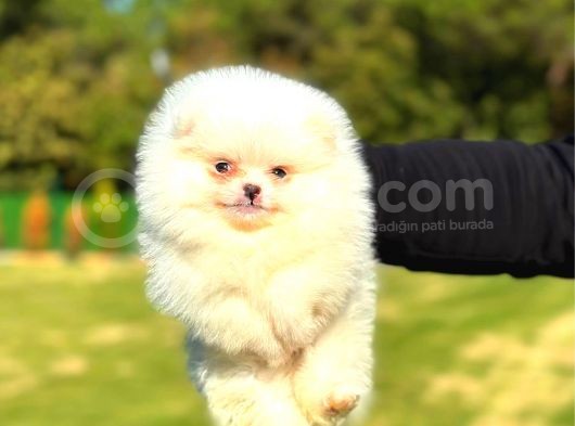 Mi̇ni̇ Boy Di̇şi̇ Pomerani̇an Boo görsel