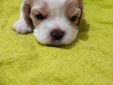 Evi̇ni̇zi̇n Yeni̇ Üyesi̇ Si̇zi̇ Bekli̇yor Cavalier King Charles