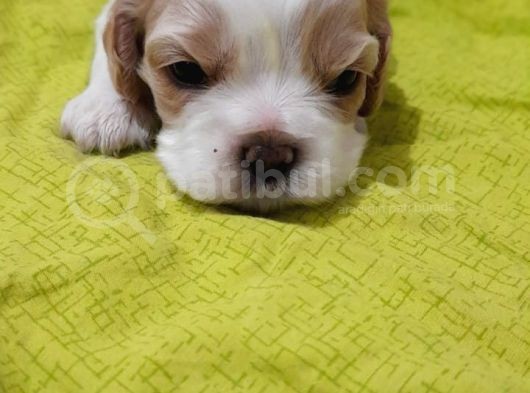 Evi̇ni̇zi̇n Yeni̇ Üyesi̇ Si̇zi̇ Bekli̇yor Cavalier King Charles görsel