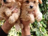 Maltıpoo Yavrumuz
