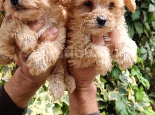 Maltıpoo Yavrumuz görsel