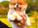 Party Colour Di̇şi̇ Üst Kali̇te Pomeranian