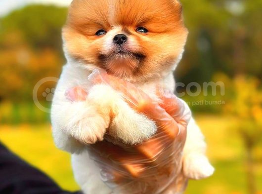 Party Colour Di̇şi̇ Üst Kali̇te Pomeranian görsel