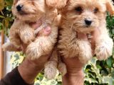 Maltıpoo Yavrumuz