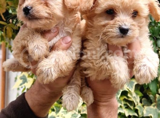 Maltıpoo Yavrumuz görsel
